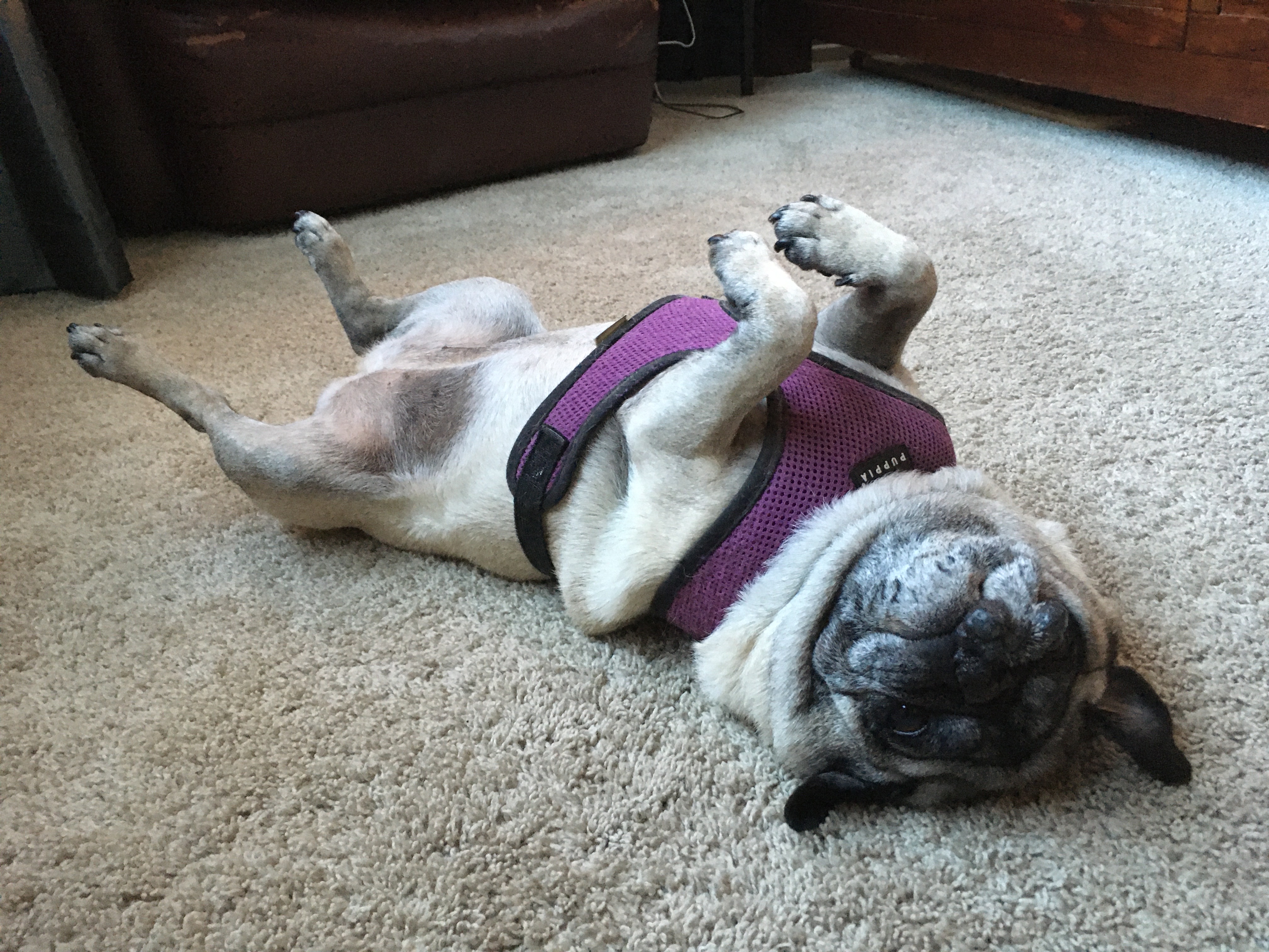 a pug laying on its back waiting for a belly rub
