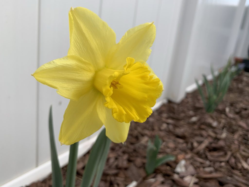 A single yellow daffodil  