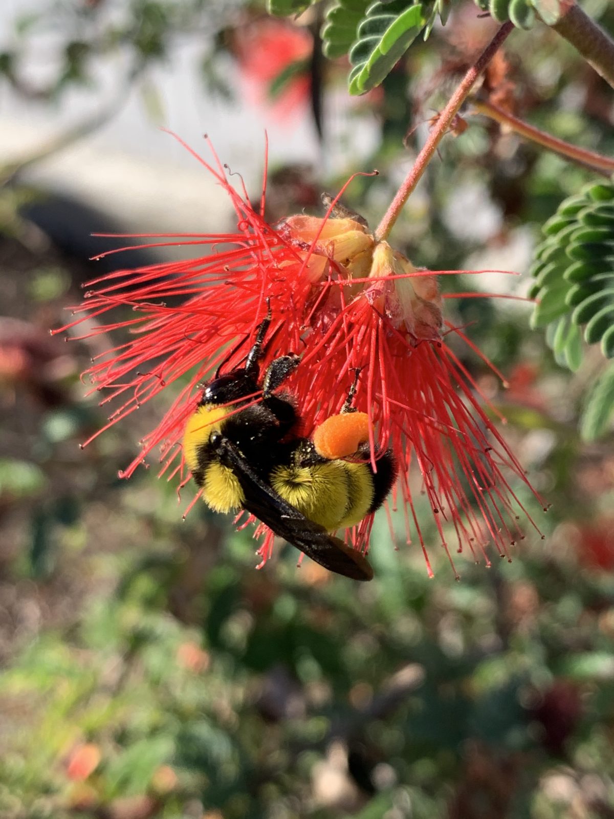 bumble bee on red flower