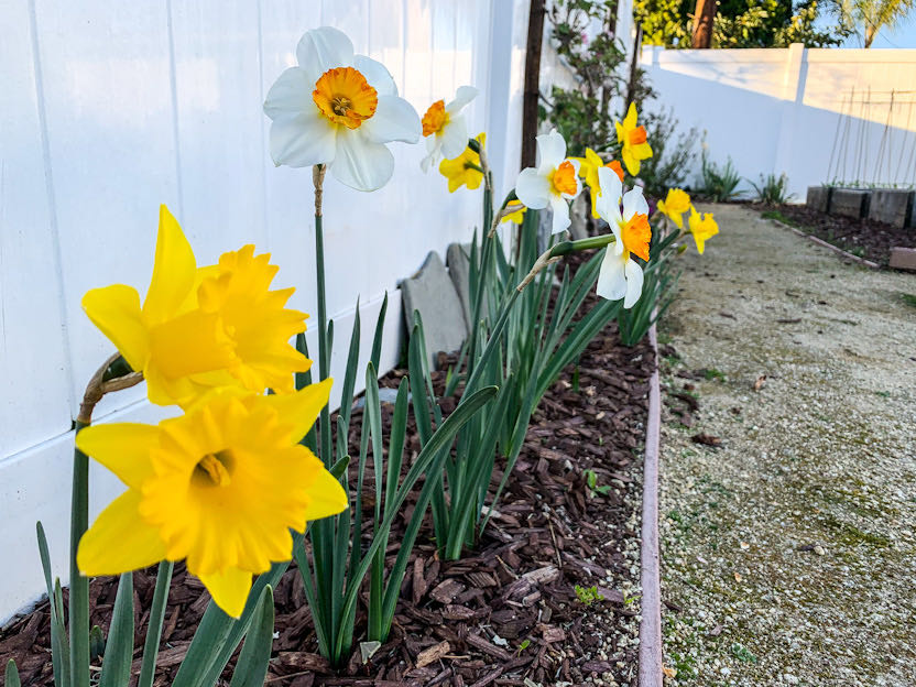 daffodils