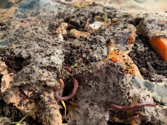 Worms feeding on newspapers