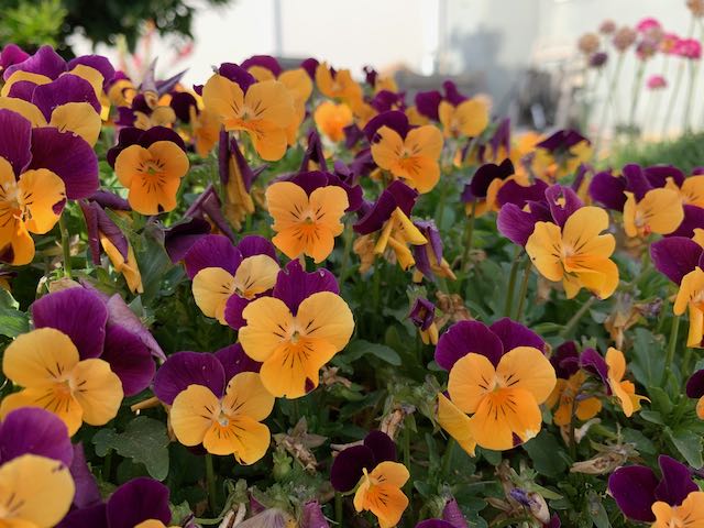 Purple and yellow violas