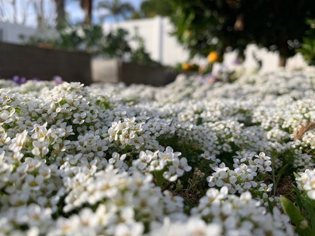 sweet alyssum