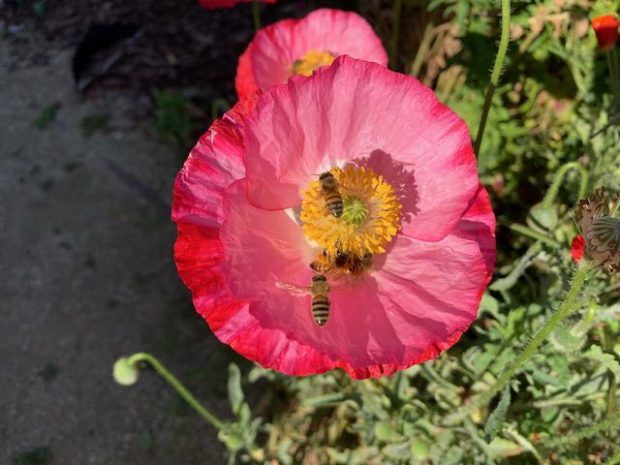 bees on a pink poppy