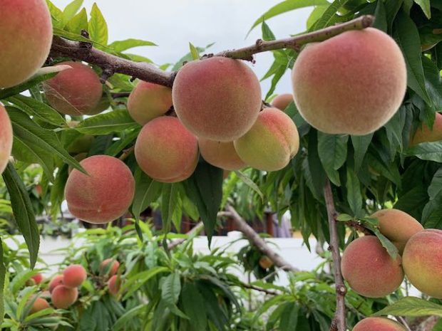 peaches on the branch
