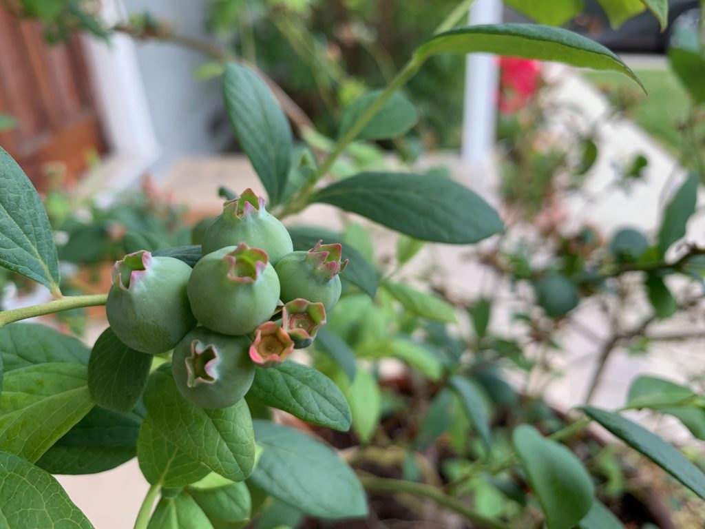 Green blueberries on leafy stems