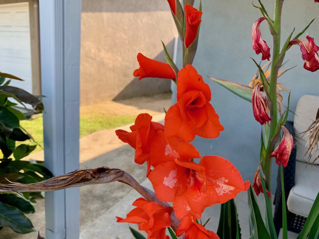 red gladiolus blooms
