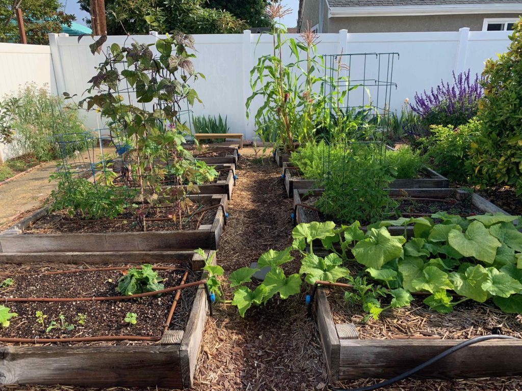 vegetable garden with squash vines, beans, and corn