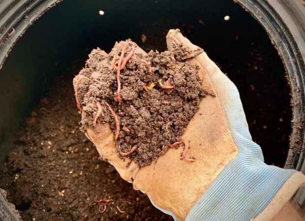 gloved hand holding dirt with worms in it