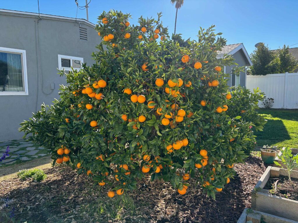Washington navel orange tree full of ripe oranges