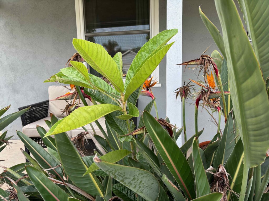 young loquat tree growing among birds of paradise plants