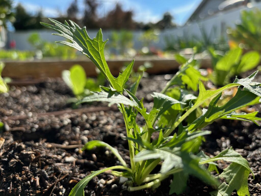 close up of a young plant