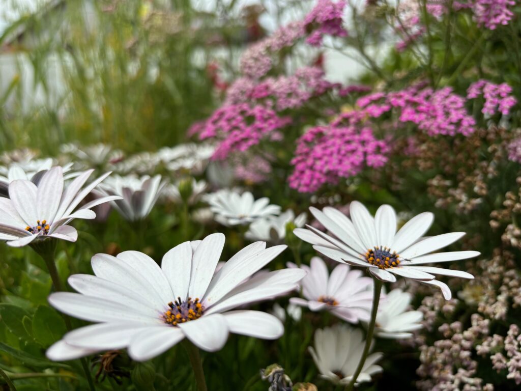 white daisies in foreground with pink yarrow in background
