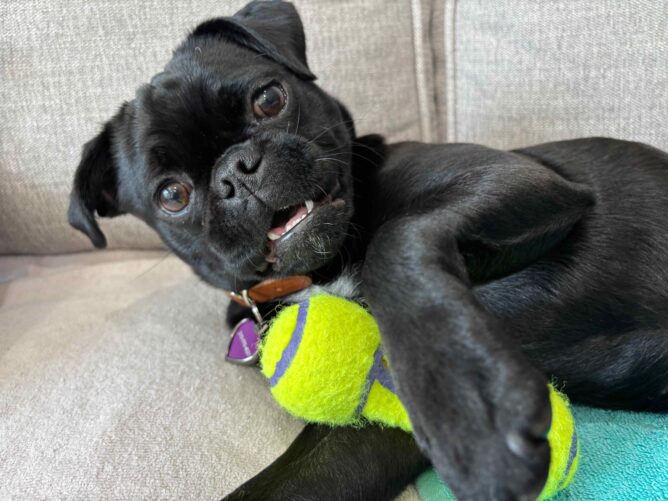 black pub holding a tennis ball chew toy