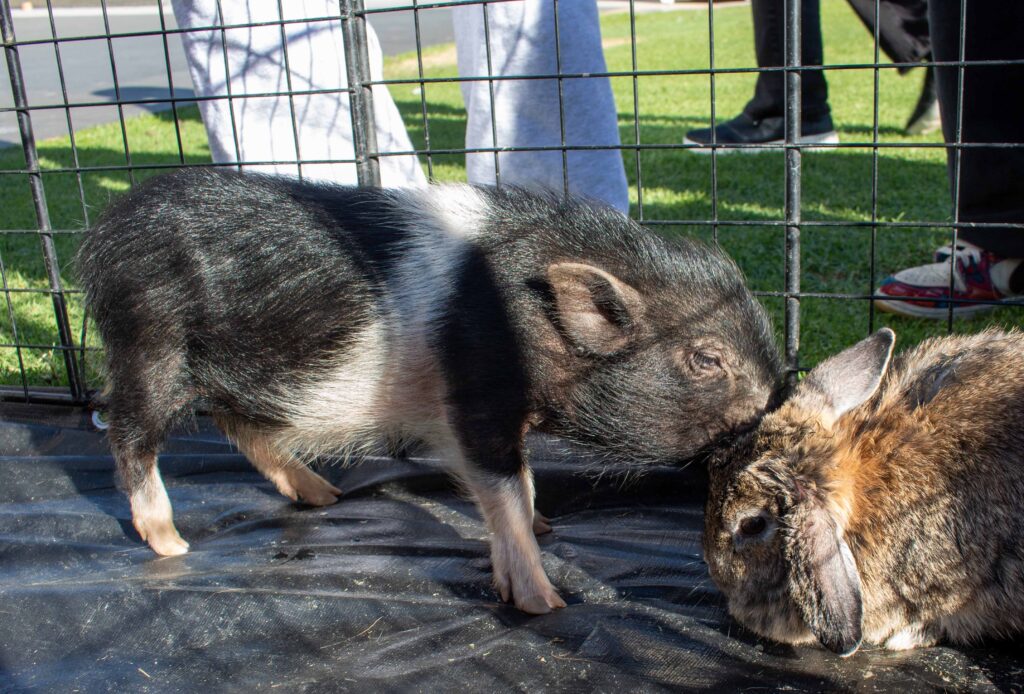 a pig and a rabbit